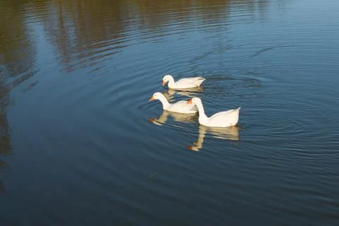 Three white geese swim in a lake with green water. A flock of geese swims in  Stock Photos