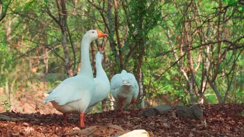 Three White Geese Walking Through Woodland, Static Cinematic Shot Stock Footage 344153896