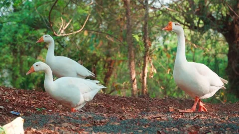 Three White Geese Walking Through a Green Woodland, Static Shot Stock Footage 344153920
