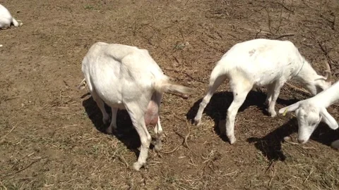 Three white goats graze on the ground &amp; Eat Grass Stock Footage 167967834
