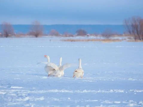 Three white goose run through the snow with their wings open Stock Photos