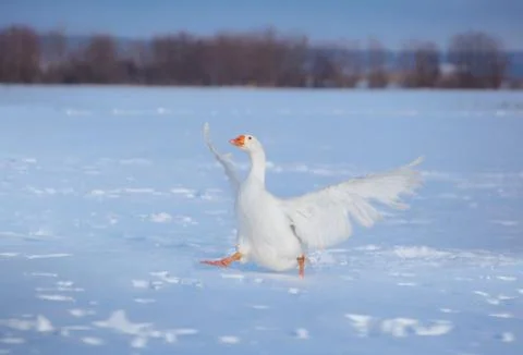 Three white goose run through the snow with their wings open Stock Photos
