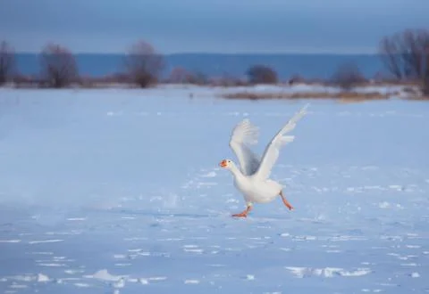Three white goose run through the snow with their wings open Stock Photos