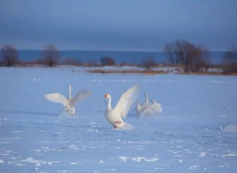 Three white goose run through the snow with their wings open Stock Photos