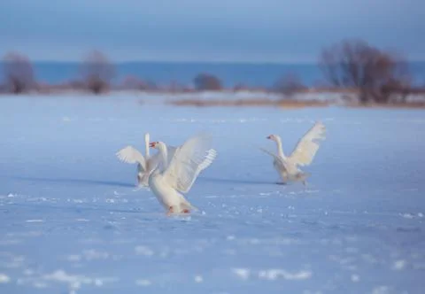 Three white goose run through the snow with their wings open Stock Photos
