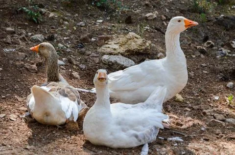 Three white gooses Stock Photos