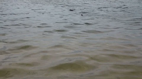 Three white-headed ducks on the water Stock Footage 77764124