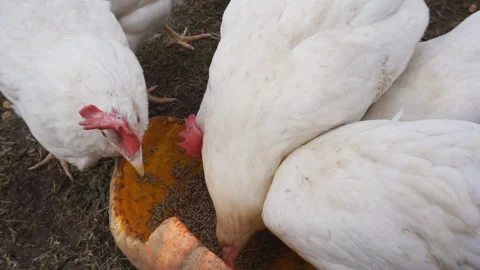 Three white hens are pecking food that is in a piece of pumpkin. Stock Footage 128632924