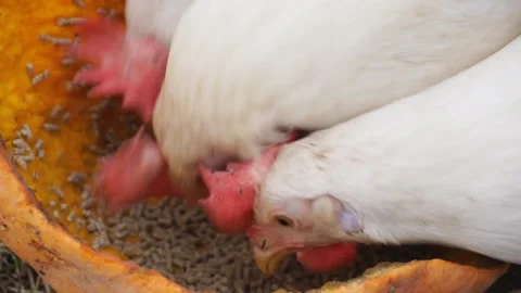Three white hens are pecking food that is in a piece of pumpkin. Stock Footage 128633390