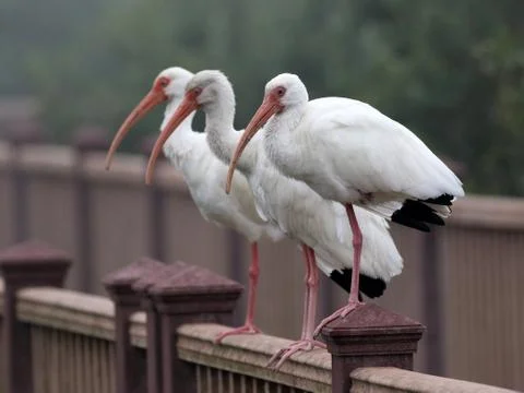 Three White Ibises Stock Photos