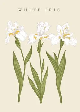 Three white irises Stock Illustration