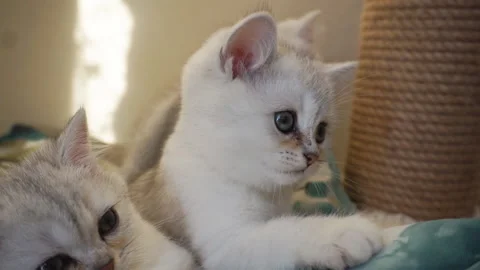 Three white kittens are resting on a soft bed. Stock Footage 124668166