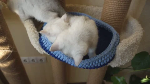 Three white kittens are sitting in a basket. Stock Footage 124668066