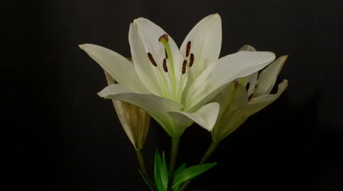 Three white lilies 10 seconds time remap timelaspe HD Stock Footage 6529859