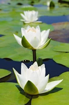 Three white lilies Stock Photos