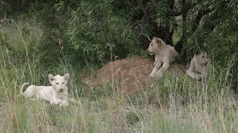 Three white lion cubs in the wild. Stock Footage 20484143