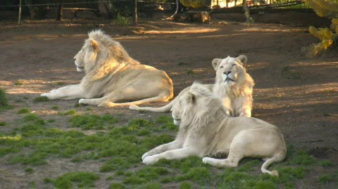 Three white lions lying on the grass Video stock 526733