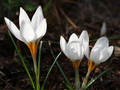 Three white luminous crocus Stock Photos