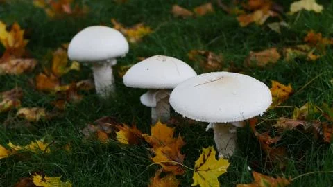 Three White Mushrooms Stock Photos