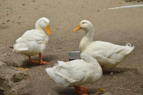Three White Pekin Ducks Stock Photos