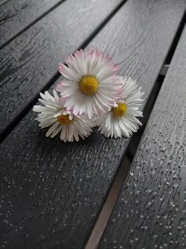 Three White Pink Daisy Flowers Wet Dark Wooden Bench Rain Spring Nature Stock Photos