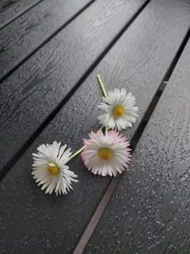 Three White Pink Daisy Flowers Wet Dark Wooden Bench Rain Spring Nature Stock Photos