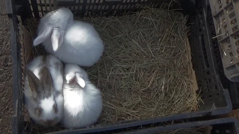 Three white rabbit in a box Video stock 85875657
