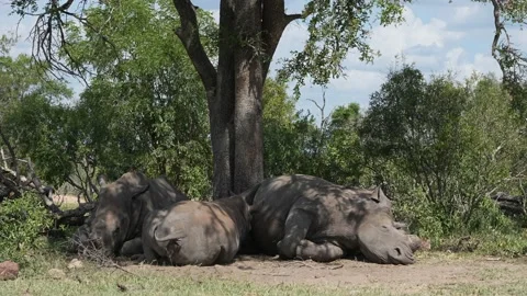 Three white rhinos are sleeping peacefully under a tree Stock Footage 231702850