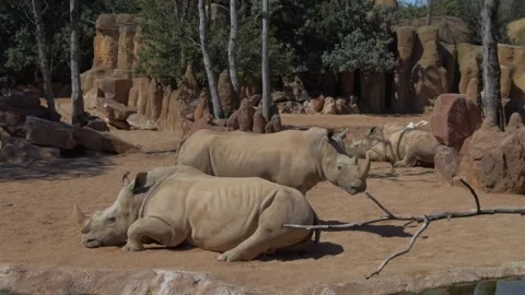 Three White Rhinos Lying Down, Varied Distance Shot, Bioparc Valencia, Spain Stock Footage 306016512