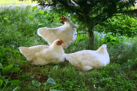 Three white roosters resting Stock Photos