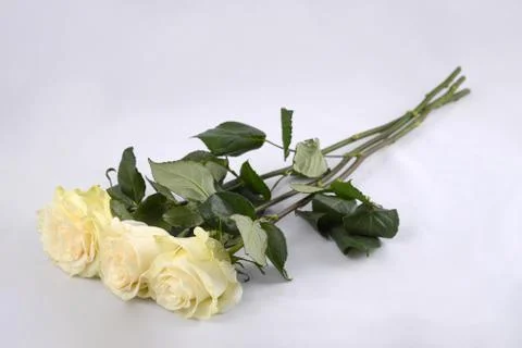 Three white rose on a white background Stock Photos