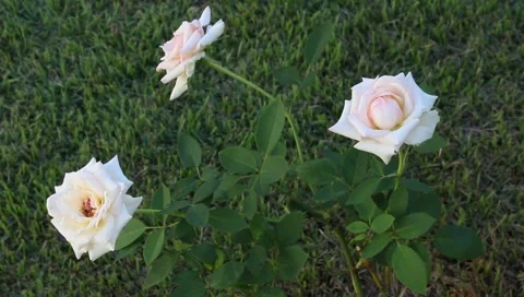 Three White Roses Stock Footage 1017753