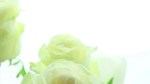 Three white roses Stock Footage 80805012