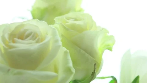 Three white roses 動画素材 80805327