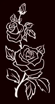 Three white roses  isolated on black  background Stock Illustration