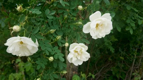 Three white roses opened and swaying in the wind among the buds and green leaves Stock Footage 108802867