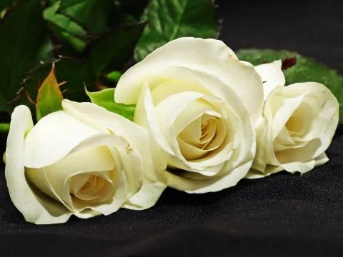 Three white  roses. Stock Photos