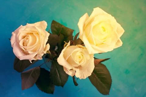 Three white roses Stock Photos
