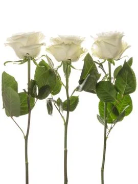 Three white roses Stock Photos