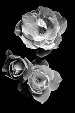 Three white roses Stock Photos