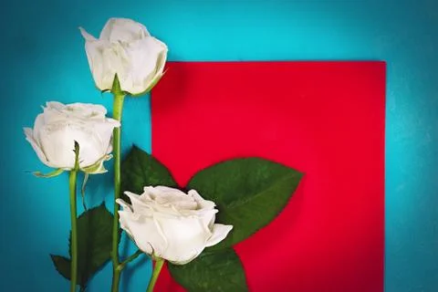 Three white roses with red card Stock Photos