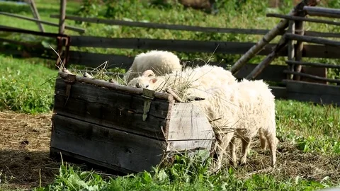 Three white sheep eat from the trough Stock Footage 71615547