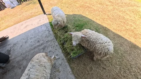 Three White Sheep Eating Fresh Green Grass on a Sunny Farm Stock Footage 342384836