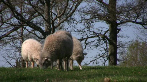 Three white sheep on spring graze Stock Footage 583483