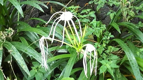 Three white spider lily flower on the plant at the flower garden Stock Footage 124405877
