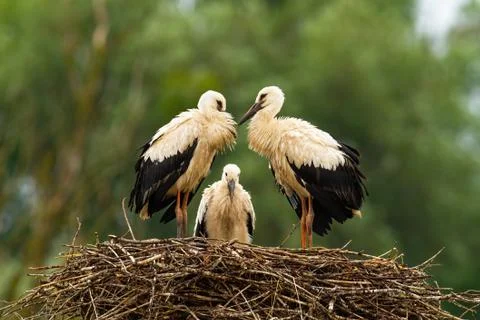 Three white stork chicks standing on nest and waiting in summer nature Stock Photos