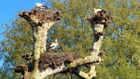 Three White Storks Each in Own Nest Plane Tree Stock Footage 336695126