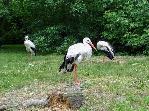 Three white storks in the grass Stock Photos