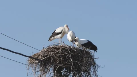 Three White Storks Standing and Feeding in a Large NestUnder Clear Blue Sky Stock Footage 321704017