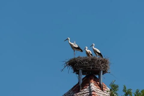 Three white storks in storks nest on roof of tower building with blue sky bac Stock-Fotos